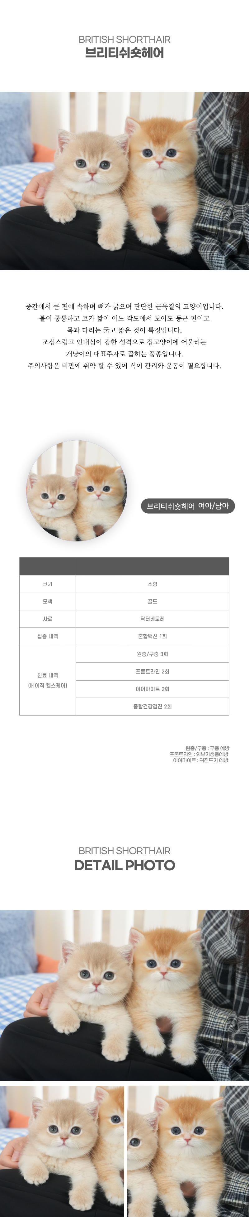 브리티쉬숏헤어_상세이미지_2